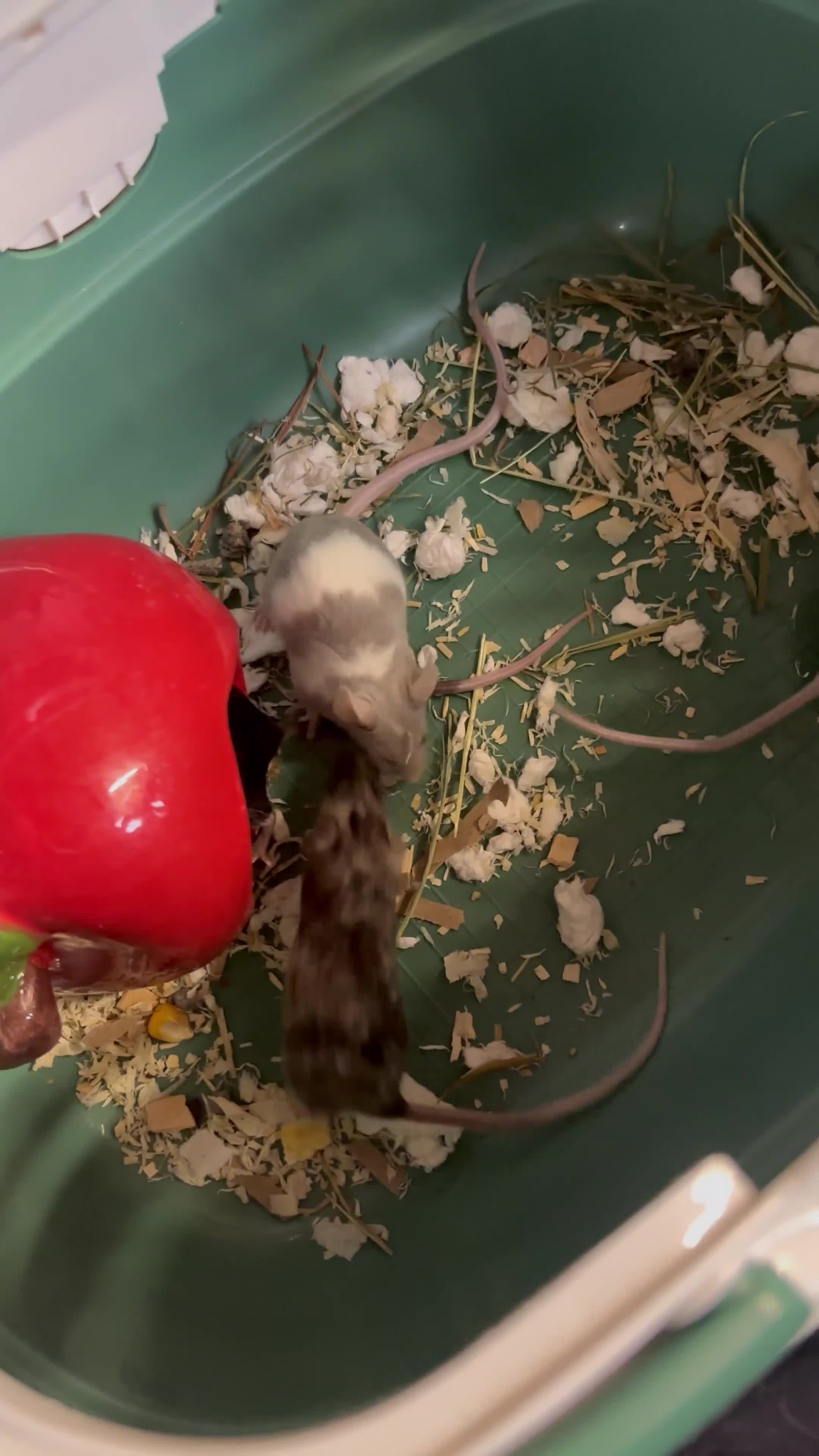 Mouse rodents for sale: 5 female mice to go together - Video 1