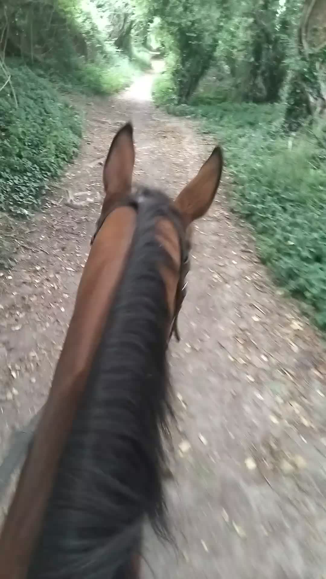 Irish Thoroughbred horses for sale: 15.2hh lovely sensible all rounder - Video 3