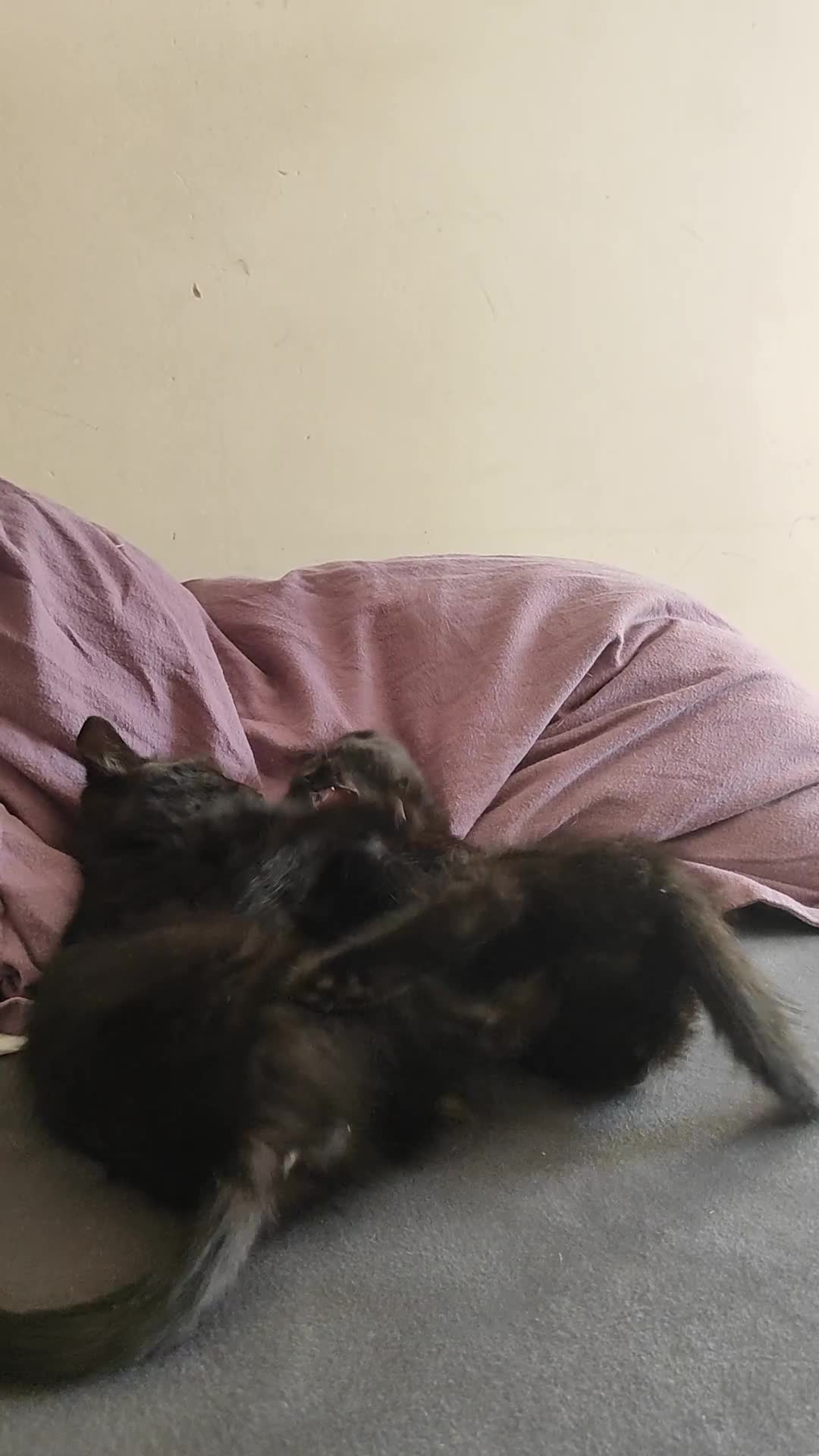 Mixed Breed cats for sale: Two beautiful kittens are looking for home  - Video 1