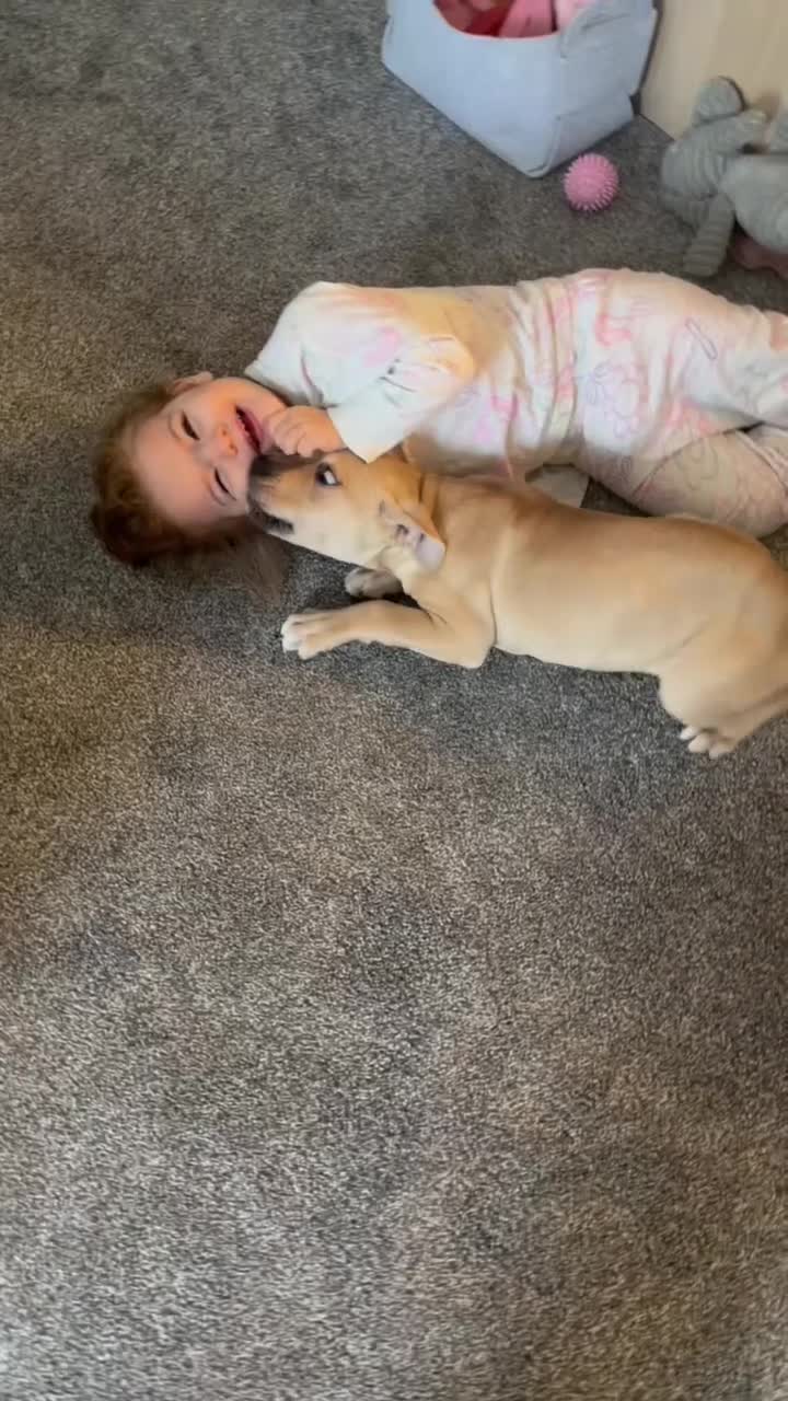 Mixed Breed dogs for sale: Staff x Cane Corso 8 months old  - Video 1