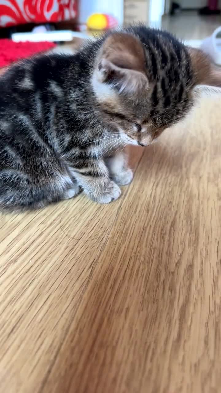Mixed Breed cats for sale: Beautiful Tabby Kittens Looking for Loving Homes  in Dartford - Video 5