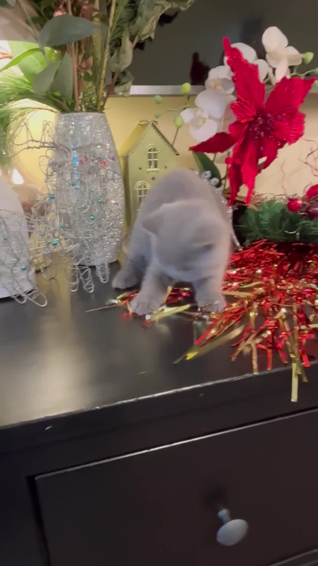 British Shorthair cats for sale: Full British shorthair kittens, London - Video 2