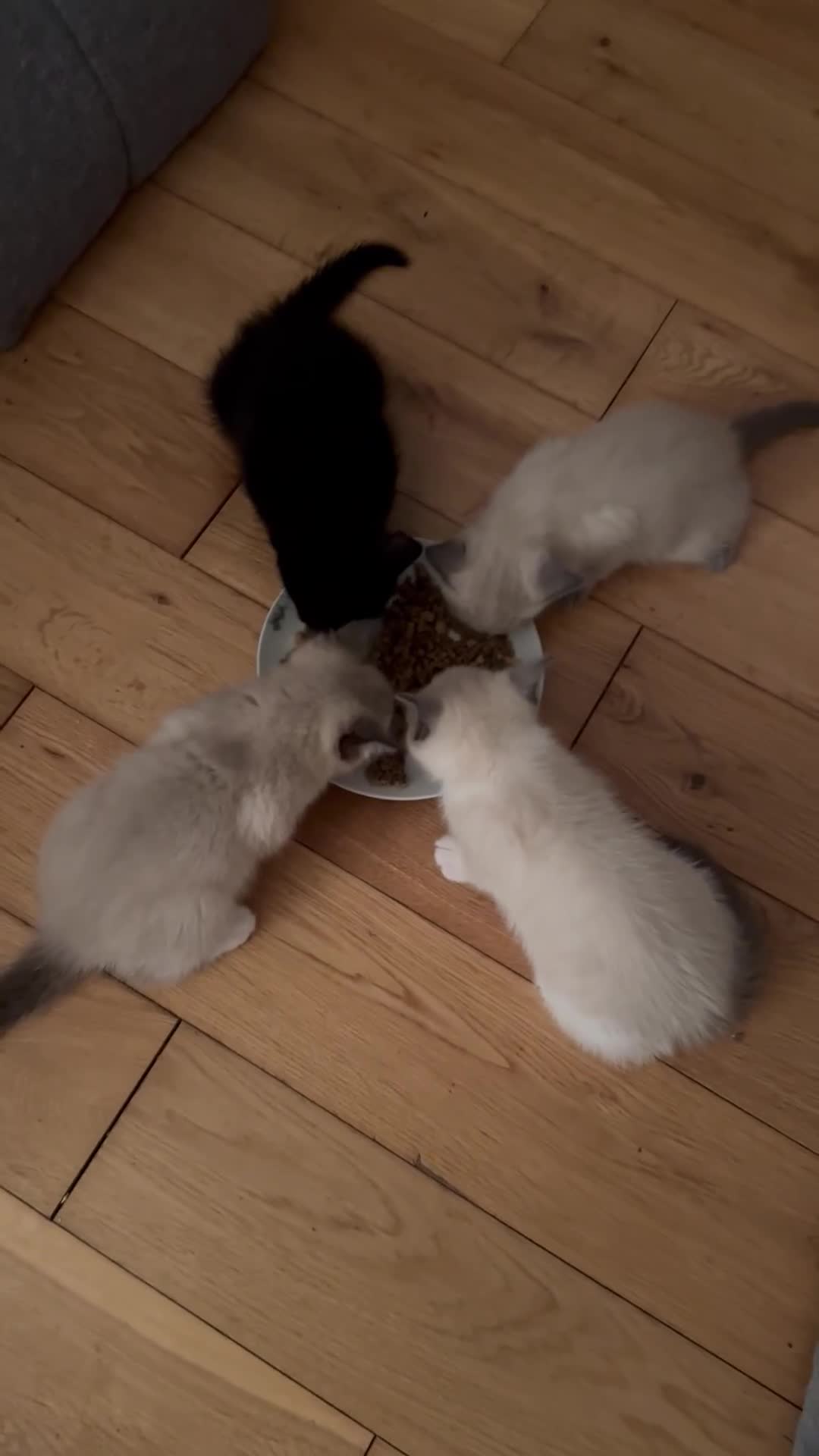 Ragdoll cats for sale: Ragdoll mix - Video 1