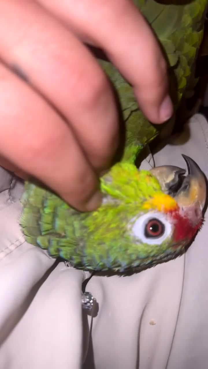 Parrots birds for sale: Beautiful red lored Amazon - Video 2