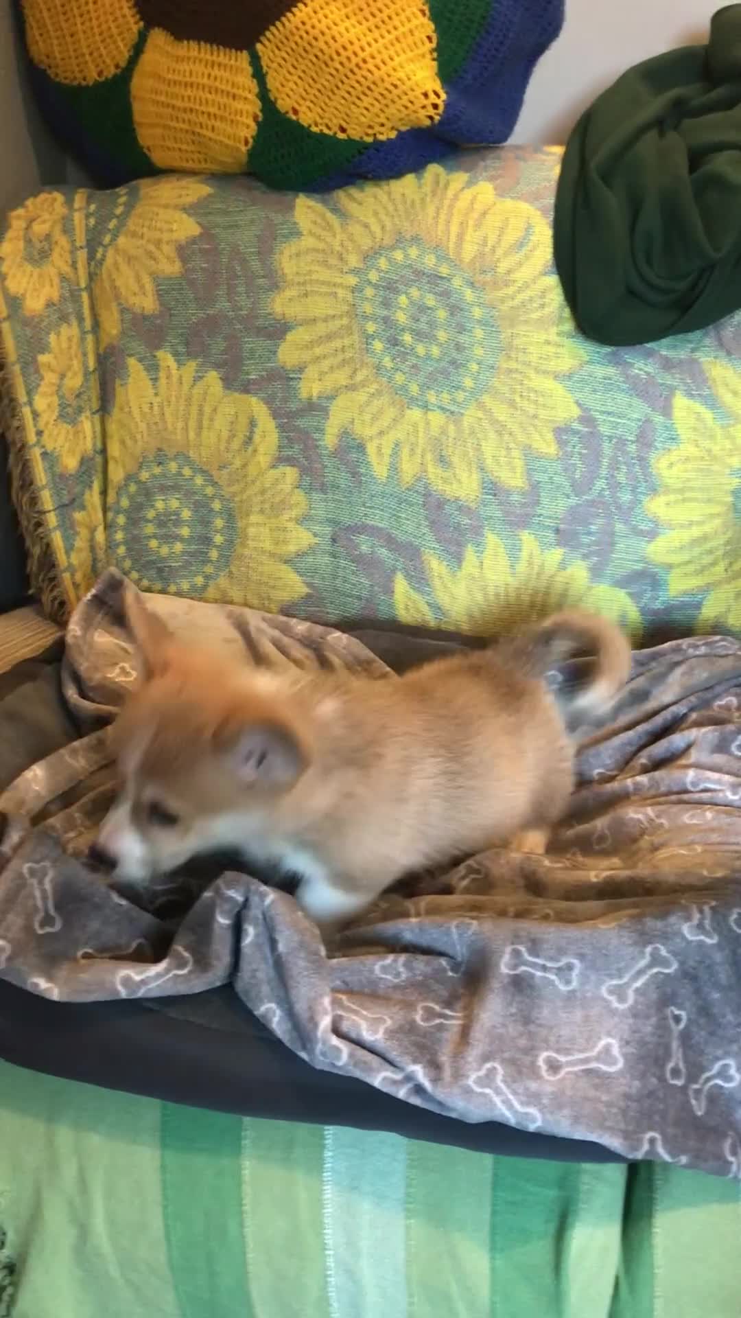 Welsh Corgi Pembroke dogs for sale: Pembroke Corgi  - Video 1