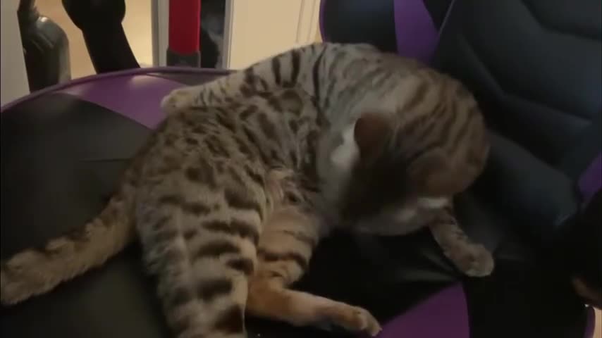 Bengal cats for sale: Beautiful Pure Bengal  - Video 1