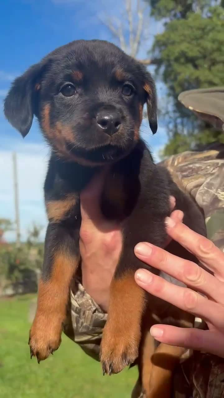 Rottweiler dogs for sale: Female left  - Video 2