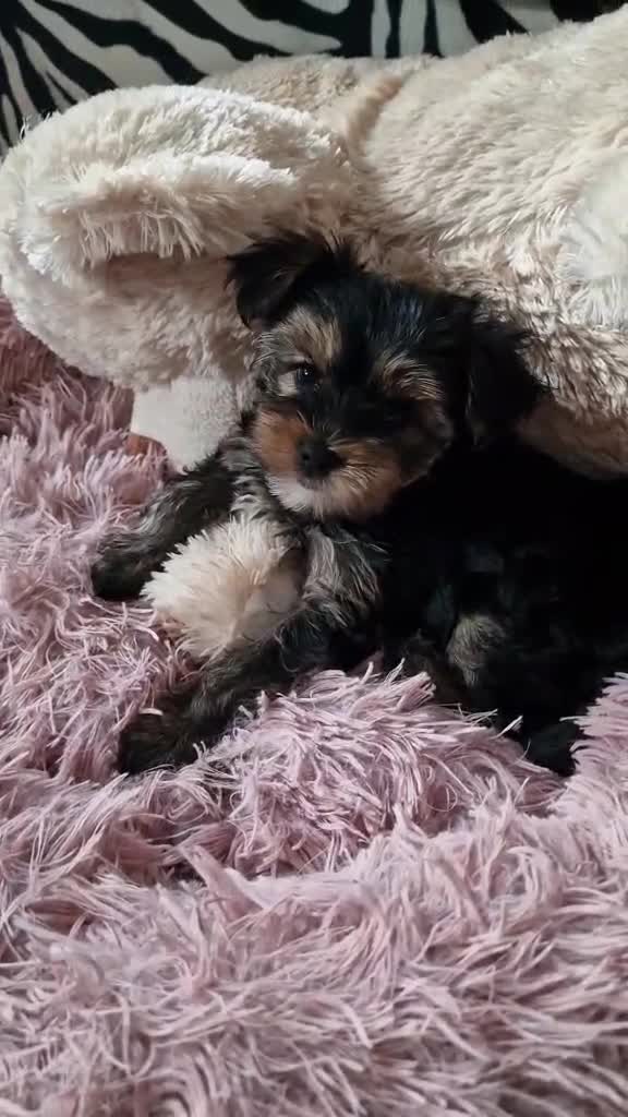 Yorkshire Terrier dogs for sale: Hi Mini Yorkshire Terrier for sale - Video 1