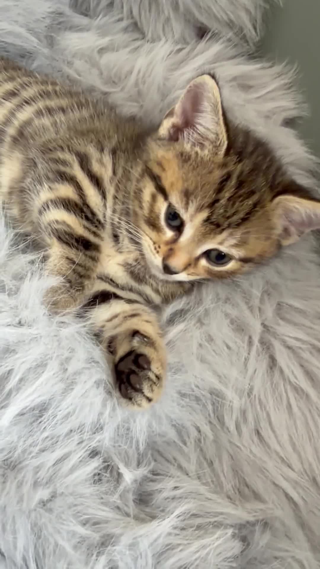 British Shorthair cats for sale: 2 Beautiful Sisters  - Video 1