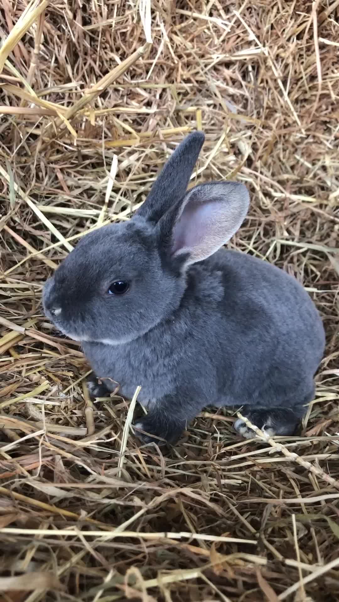 Rex rabbits for sale: Beautiful Pure Breed Velvet Mini Rex babies 🐰  - Video 2