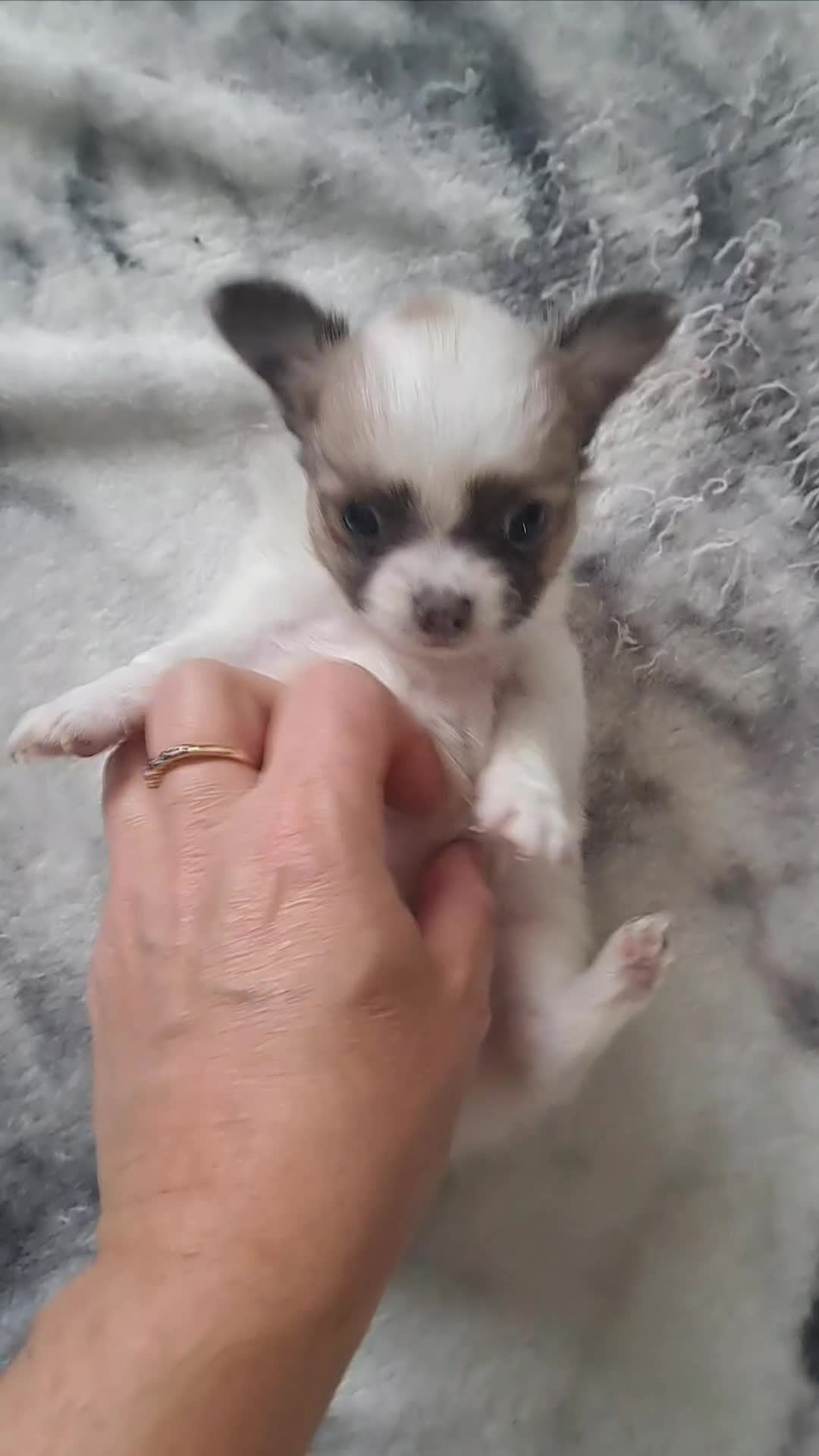 Chihuahua dogs for sale: Long Coat Chihuahua puppies - Video 2