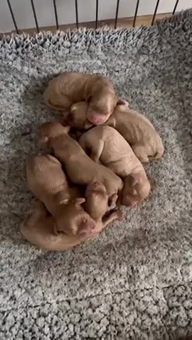 Cockapoo dogs for stud: PROVEN STUD - Red/Apricot F1B cockapoo in Dunstable - Video 5