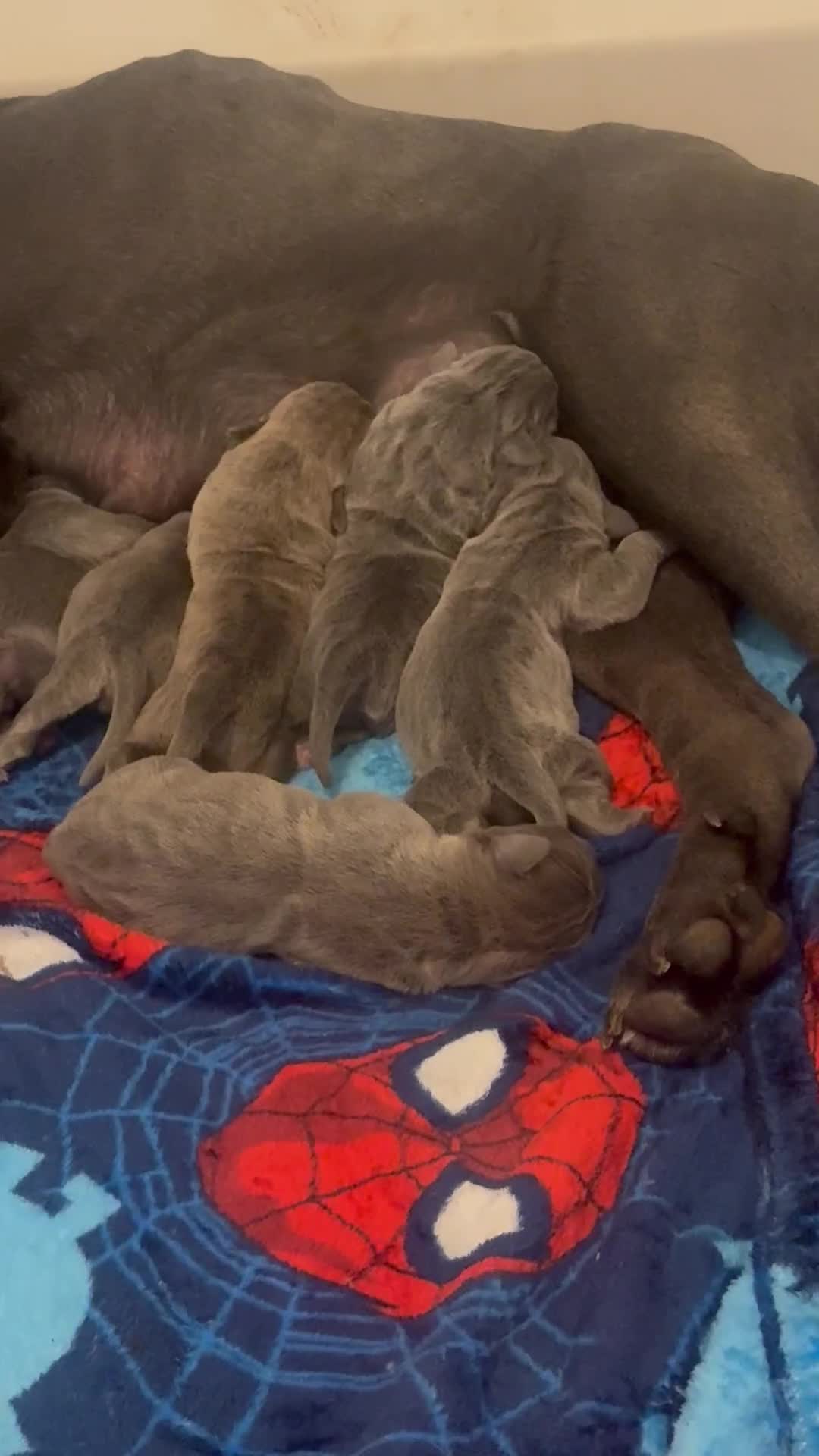 Mixed Breed dogs for sale: 9 beautiful cane corso puppies available  - Video 1