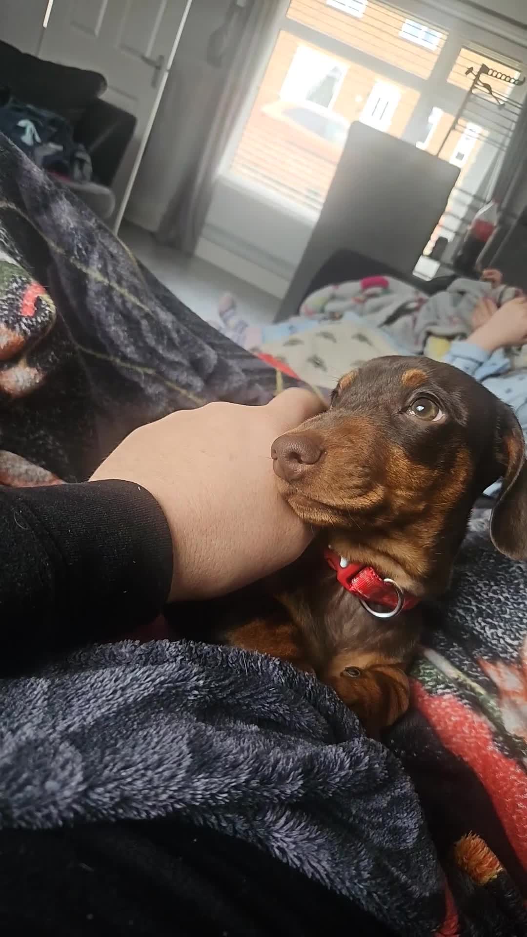 Miniature Dachshund dogs for stud: STUD available  - Video 3