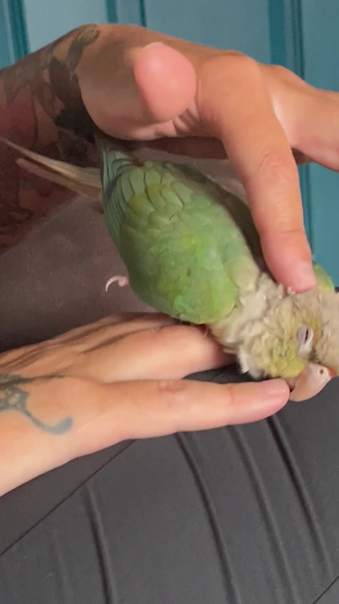 Conures birds for sale: Green x peach connure female 8 months old  - Video 1