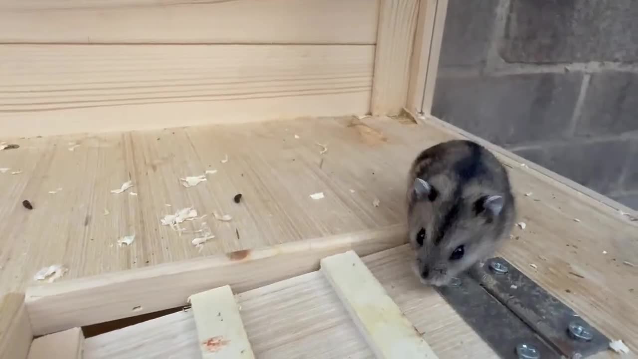 Hamster rodents for sale: Dwarf Hamster - Video 1