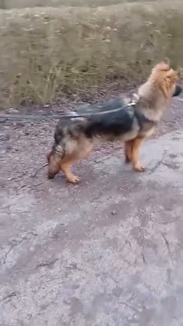 German Shepherd dogs for sale: Super 1 year old german import female  - Video 1