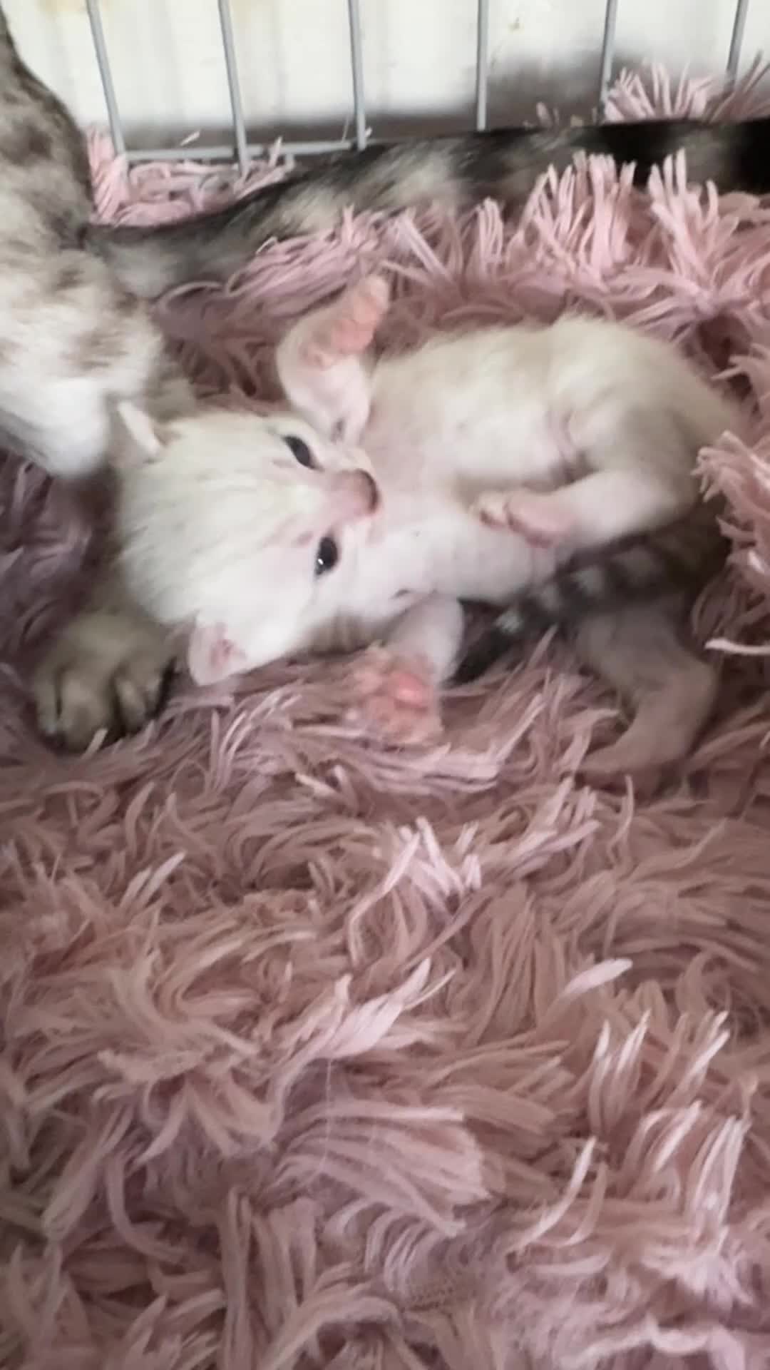 Bengal cats for sale: Beautiful Bengal Kittens - only GIRL available  - Video 3