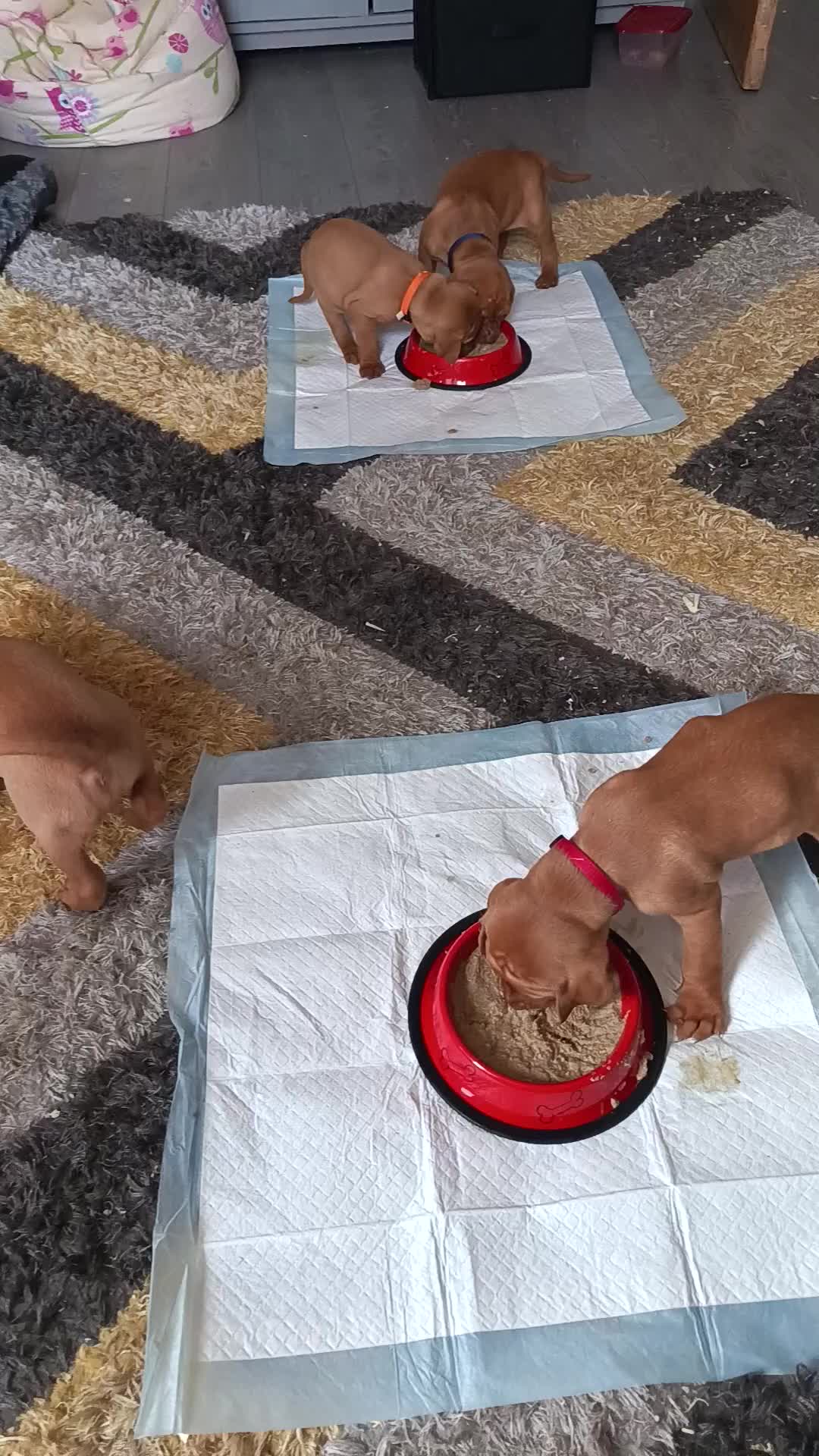 Hungarian Vizsla dogs for sale: * KC Reg Hungarian Vizsla pups 3 Girls* available  - Video 3