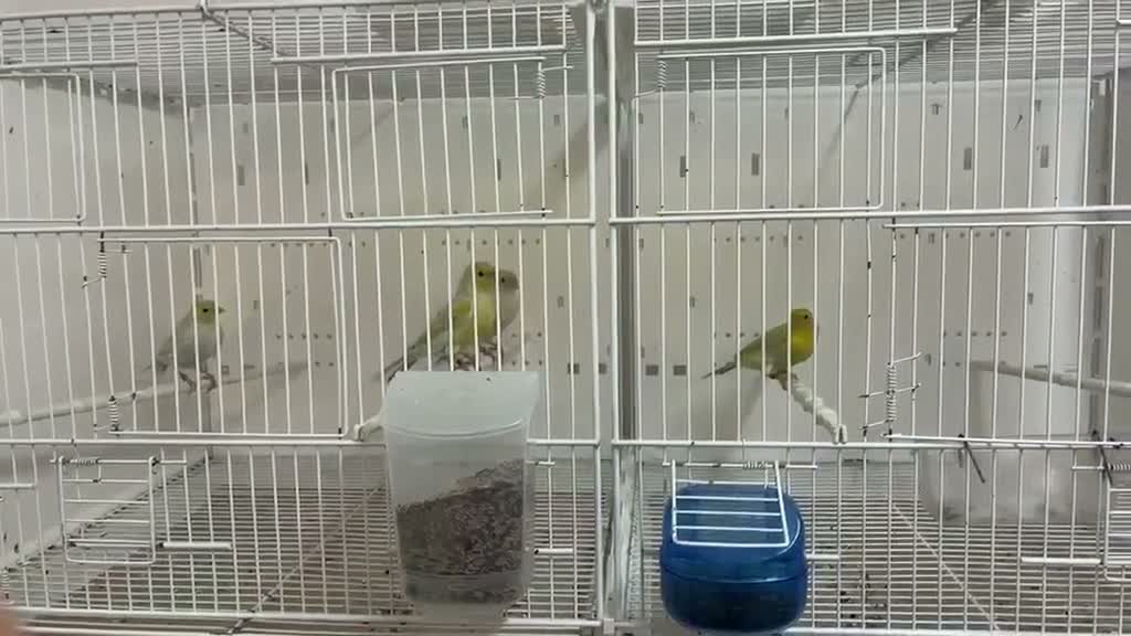 Canaries birds for sale: 2 male yellow mosaic opal agate canaries in Cheadle - Video 1