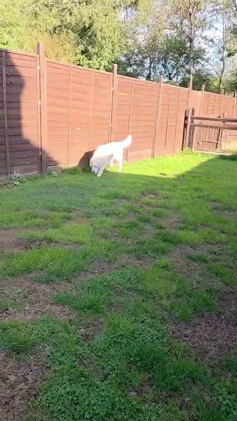 Golden Retriever dogs for sale: Our beloved Rosie is looking for her forever home - Video 1