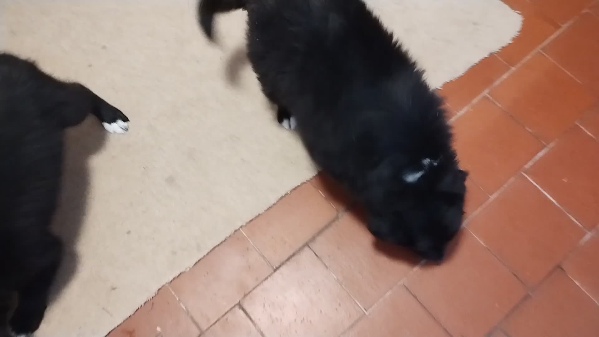 Border Collie dogs for sale: Border Collie Puppies Top Quality! - Video 2