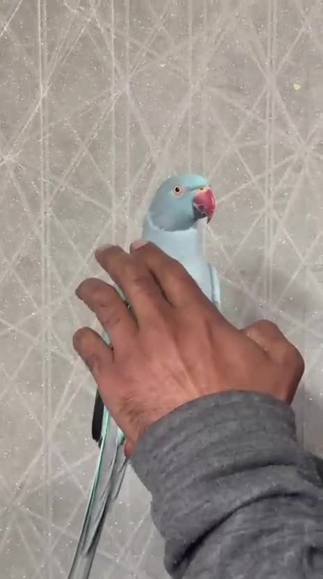 Ringnecks birds for sale: Beautiful female ringneck parakeet  - Video 1
