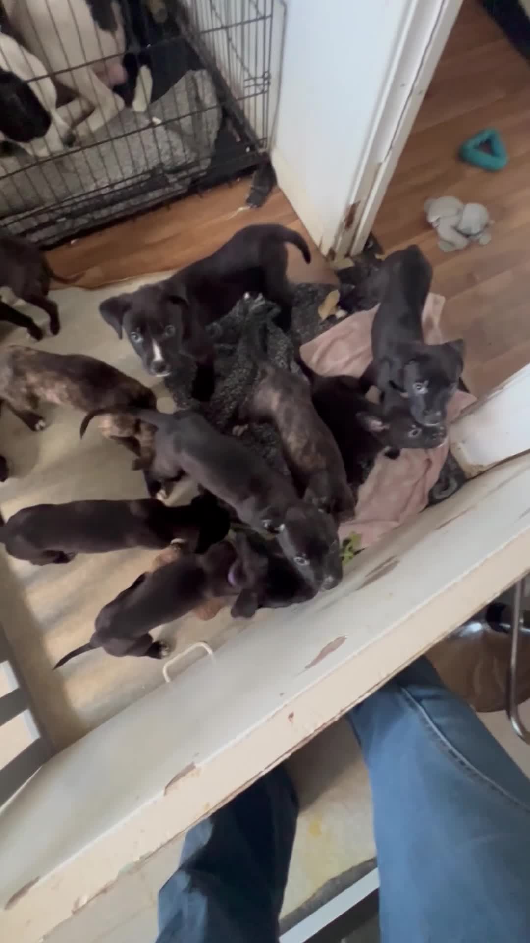 Mixed Breed dogs for sale: Cane Corso-Belgian Malanois cross American Bulldog - Video 2