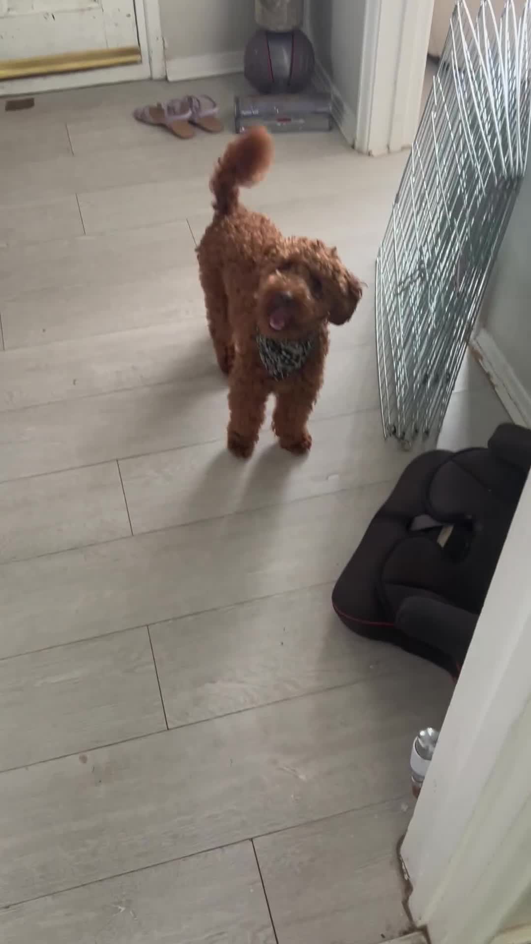 Toy Poodle dogs for sale: Red toy poodle  - Video 1