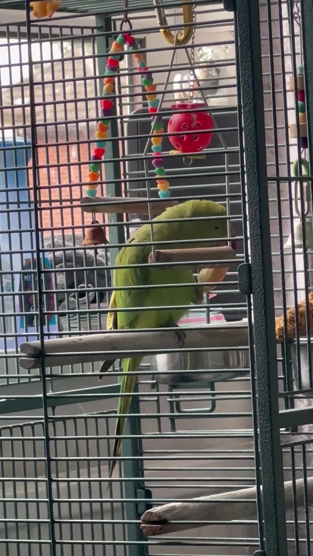 Ringnecks birds for sale: Ringo the Indian ringneck  - Video 1