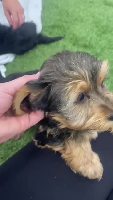 Yorkshire Terrier dogs for sale: 7 male Yorkshire terriers ready to leave.  - Video 2