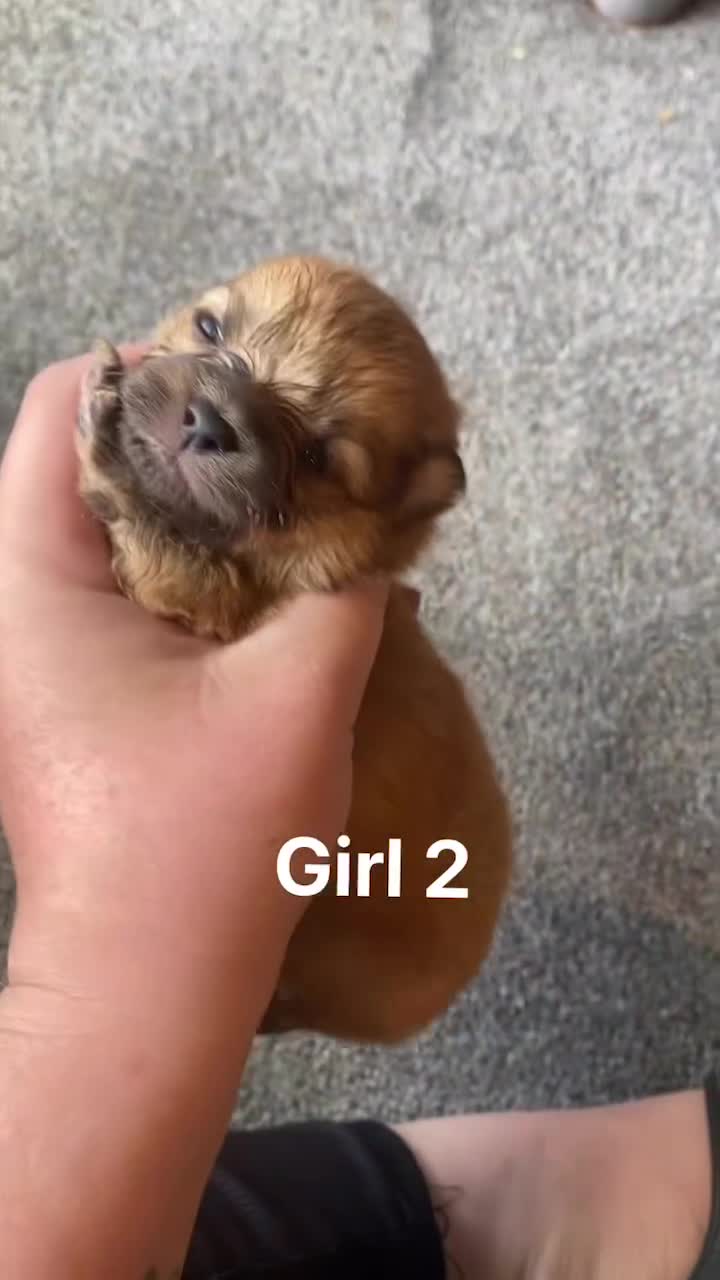 Pomeranian dogs for sale: Pomeranian pups available  - Video 2