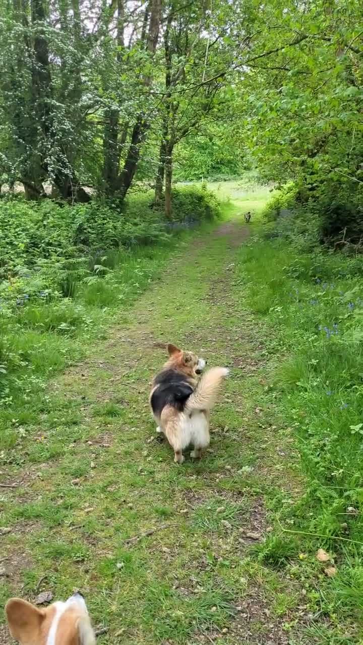 Welsh Corgi Pembroke dogs for sale: Beautiful Pembrokeshire corgi male - Video 1