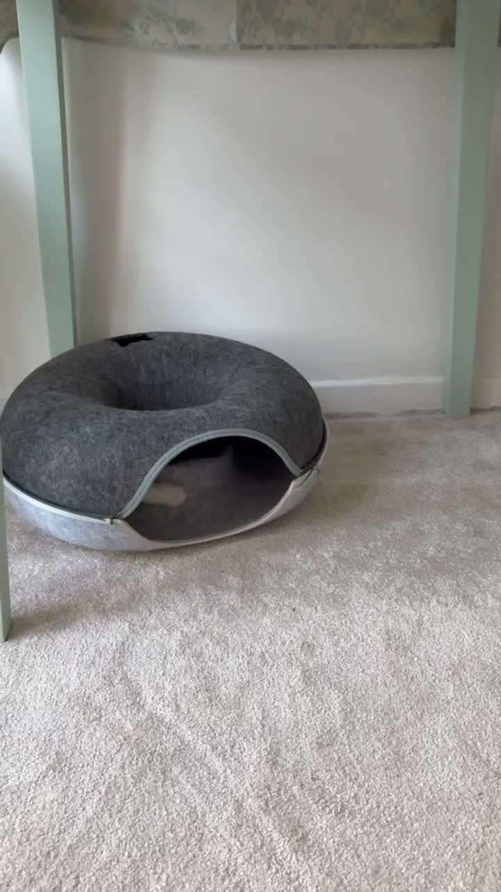 Ragdoll cats for sale: 4 beautiful, gentle, fluffy and active kittens  in Glasgow - Video 1