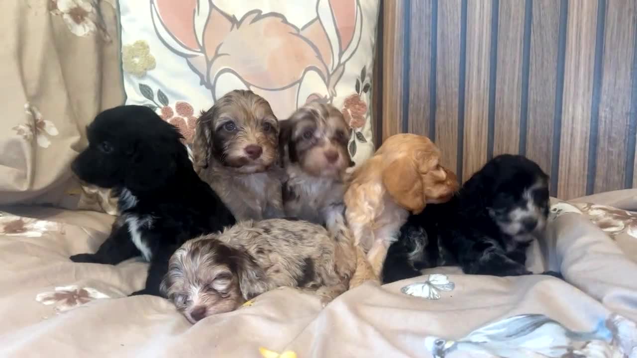 Cockapoo dogs for sale: Miniature toy poodle cockapoos available soon ❤️ - Video 1