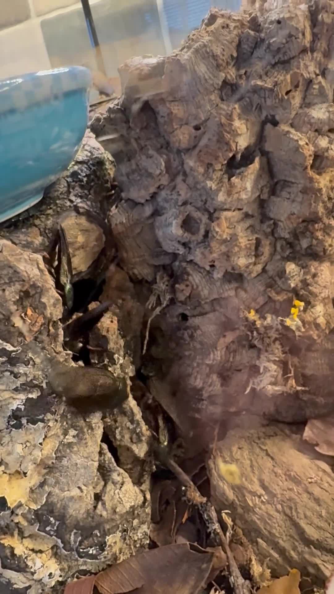 Cockroaches invertebrates for sale: Emerald green roaches male - Video 1