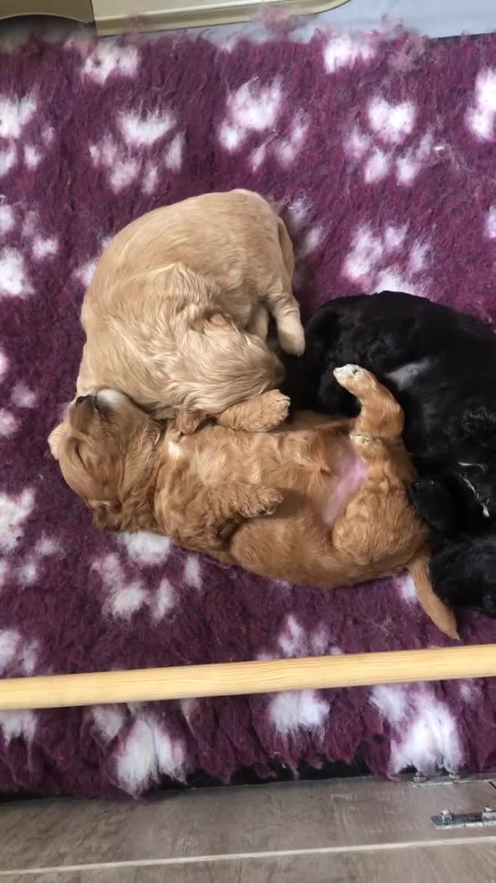 Mixed Breed dogs for sale: Shorkie poo puppies  in Belper - Video 1