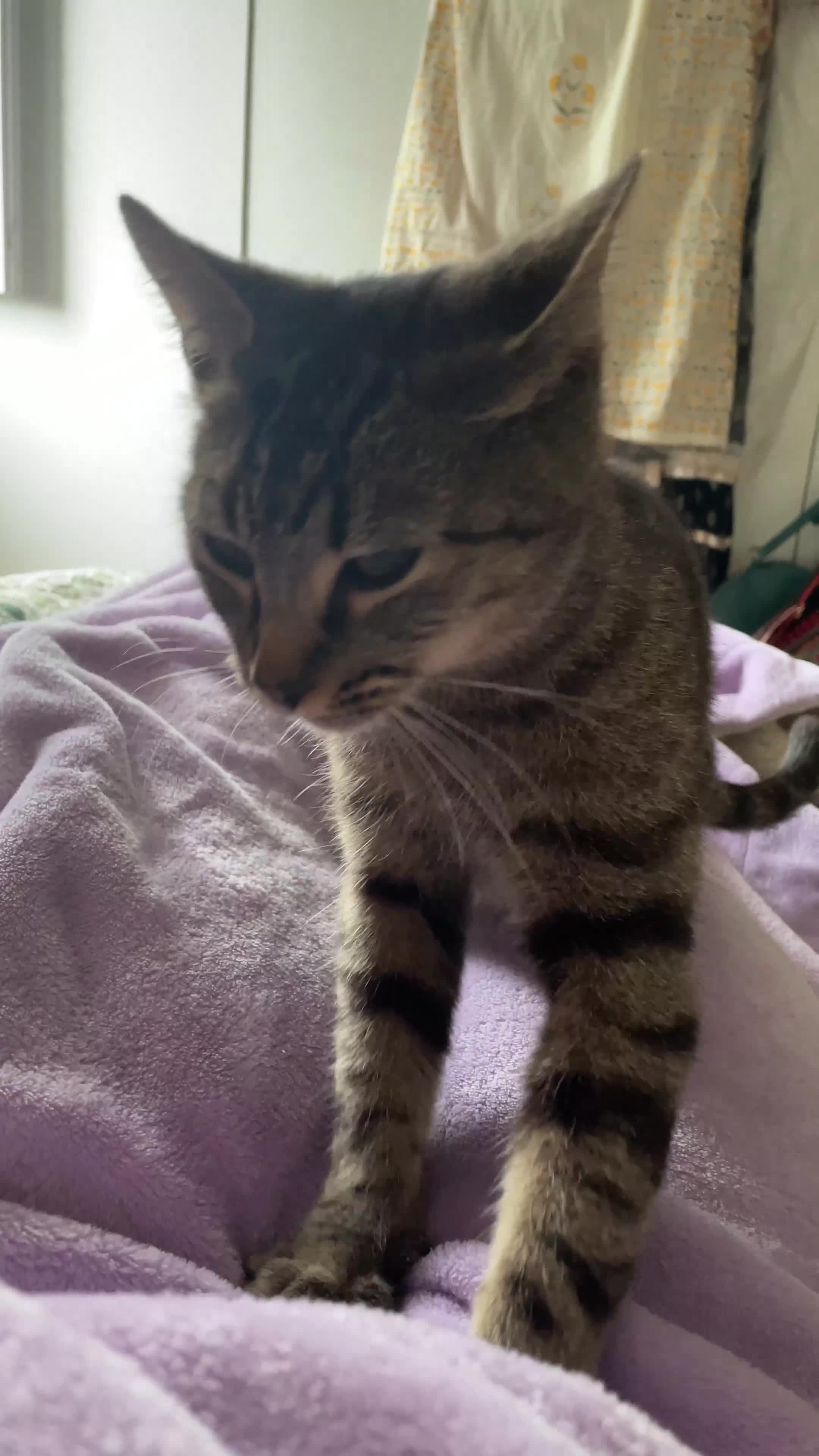 Aegean cats for sale: Cuddles - Video 1