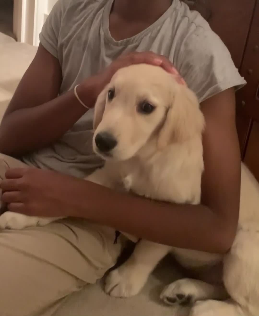 Golden Retriever dogs for sale: Quality Golden Retriever Puppy - Video 1