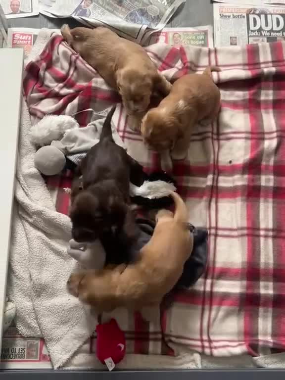 Cocker Spaniel dogs for sale: Kc registered cocker spaniel puppies  - Video 1