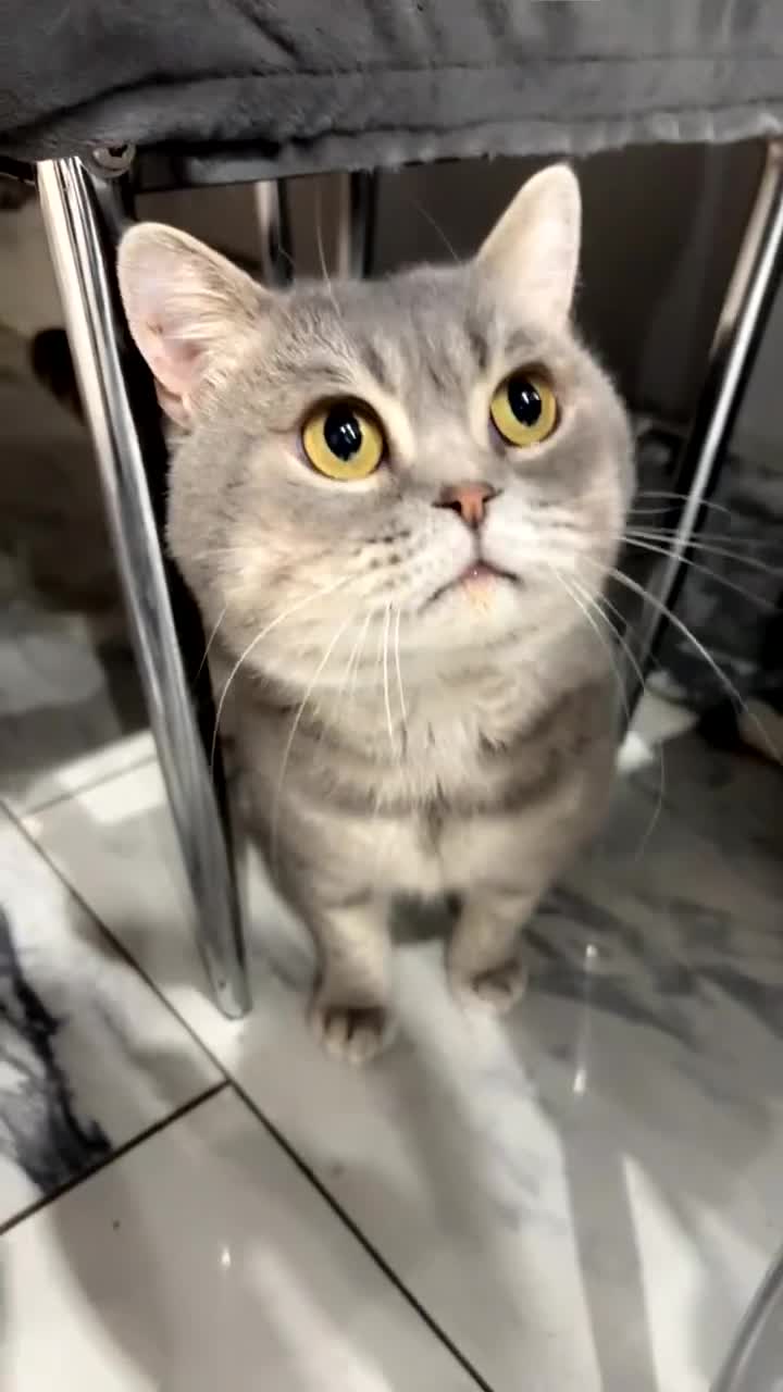 British Shorthair cats for sale: 2 (M+F) Friendly & Cute British Shorthair Kittens - Video 1