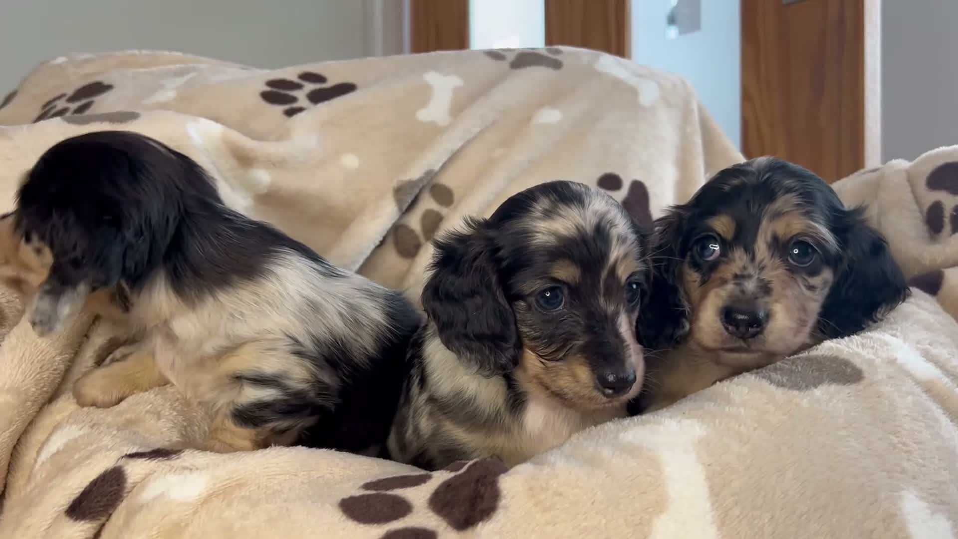 Miniature Dachshund dogs for sale: 🖤 SILVER DAPPLE & CREAM LONGHAIR BOY🖤  - Video 1
