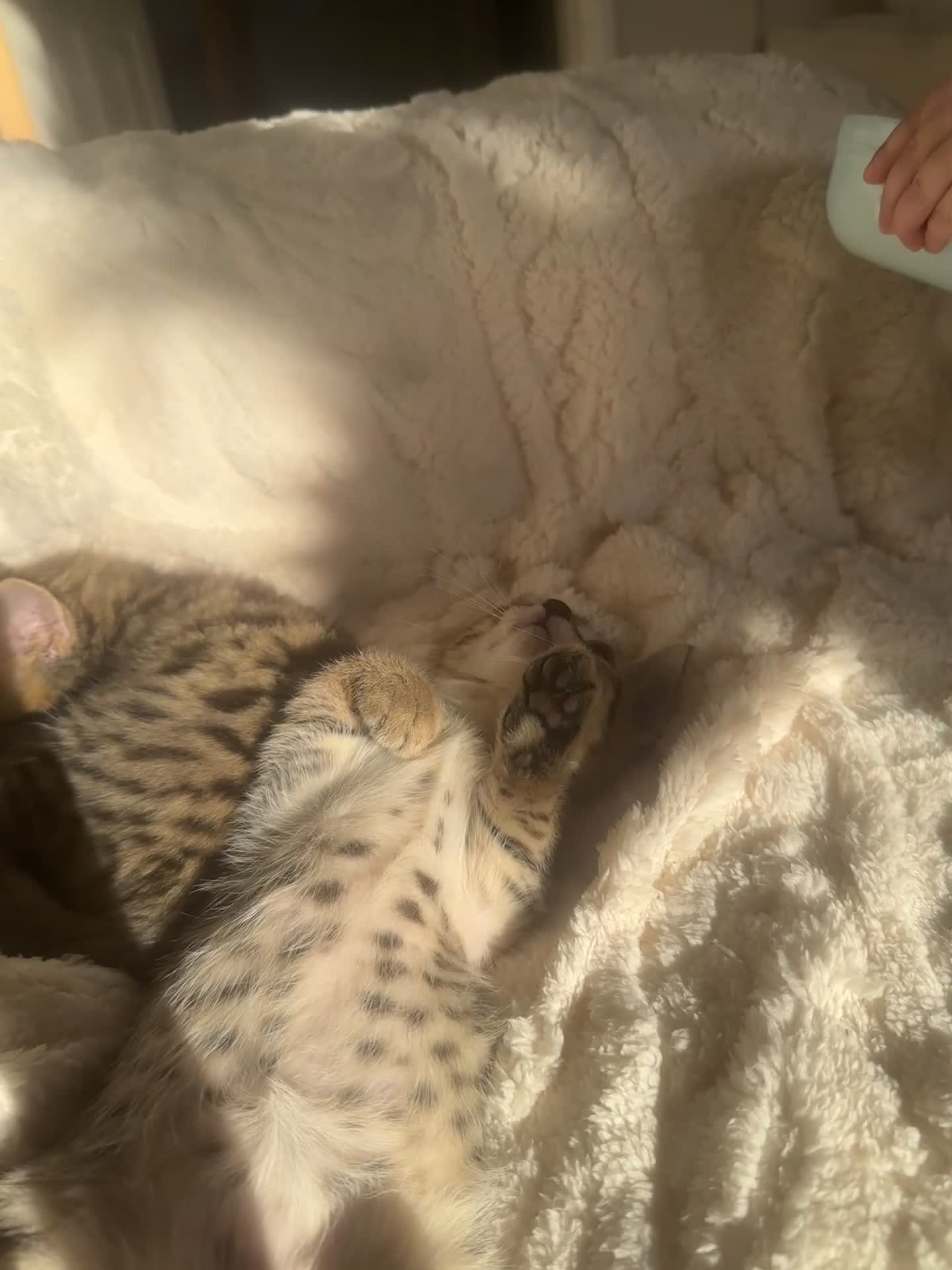 Bengal cats for sale: 2 sibling bengal kittens for sale - Video 4
