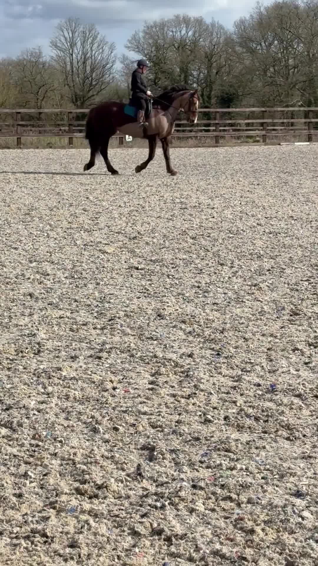 Irish Sports horses for sale: Looking for new home. - Video 1