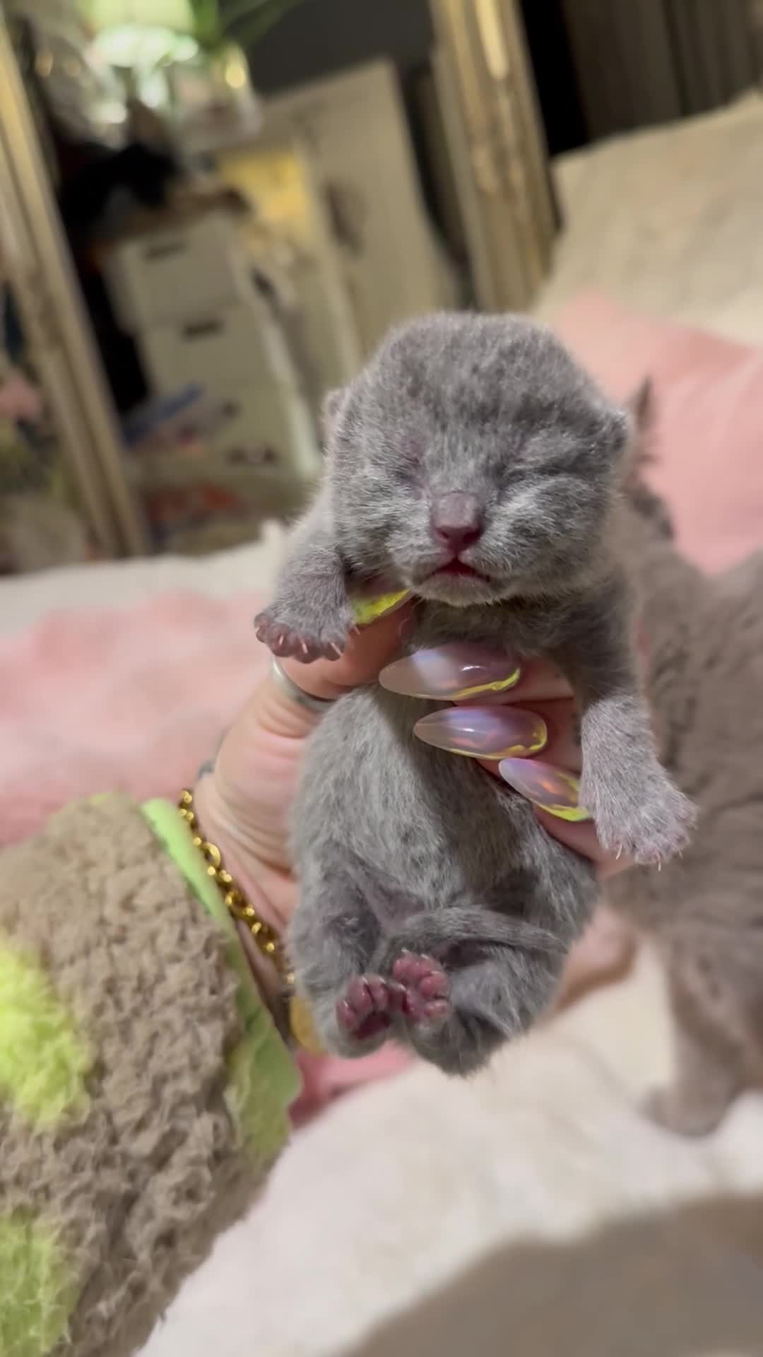 British Shorthair cats for sale: British Shorthair Kittens Champion Line 😻🥇🏆 - Video 2