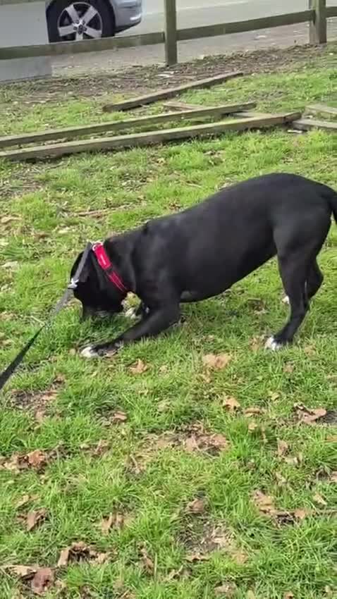 Mixed Breed dogs for adoption: 💙PO💙 5 yo boy- gentle, kind and loving soul - Video 3