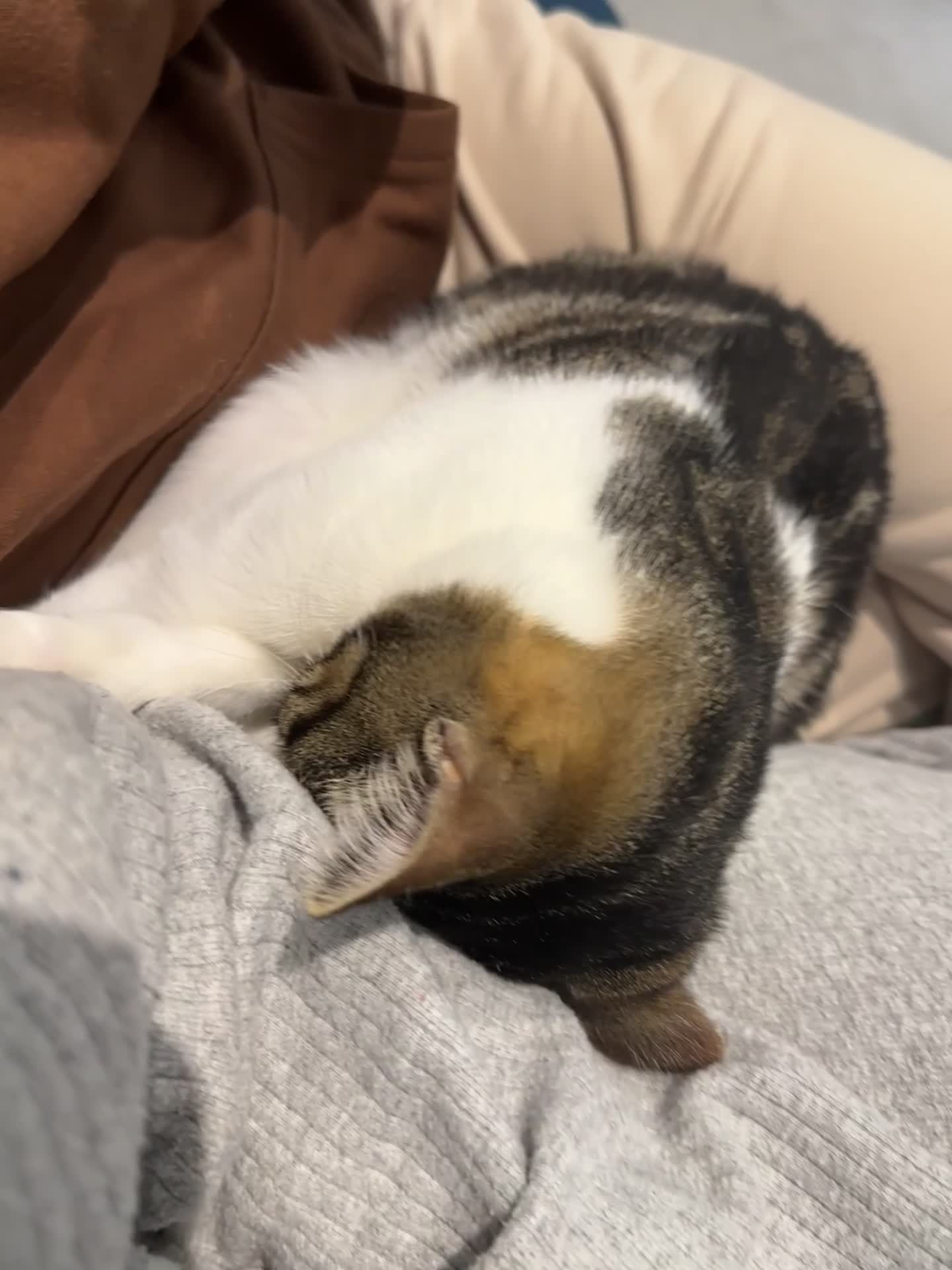 Mixed Breed cats for sale: FREE TABBY - Video 1