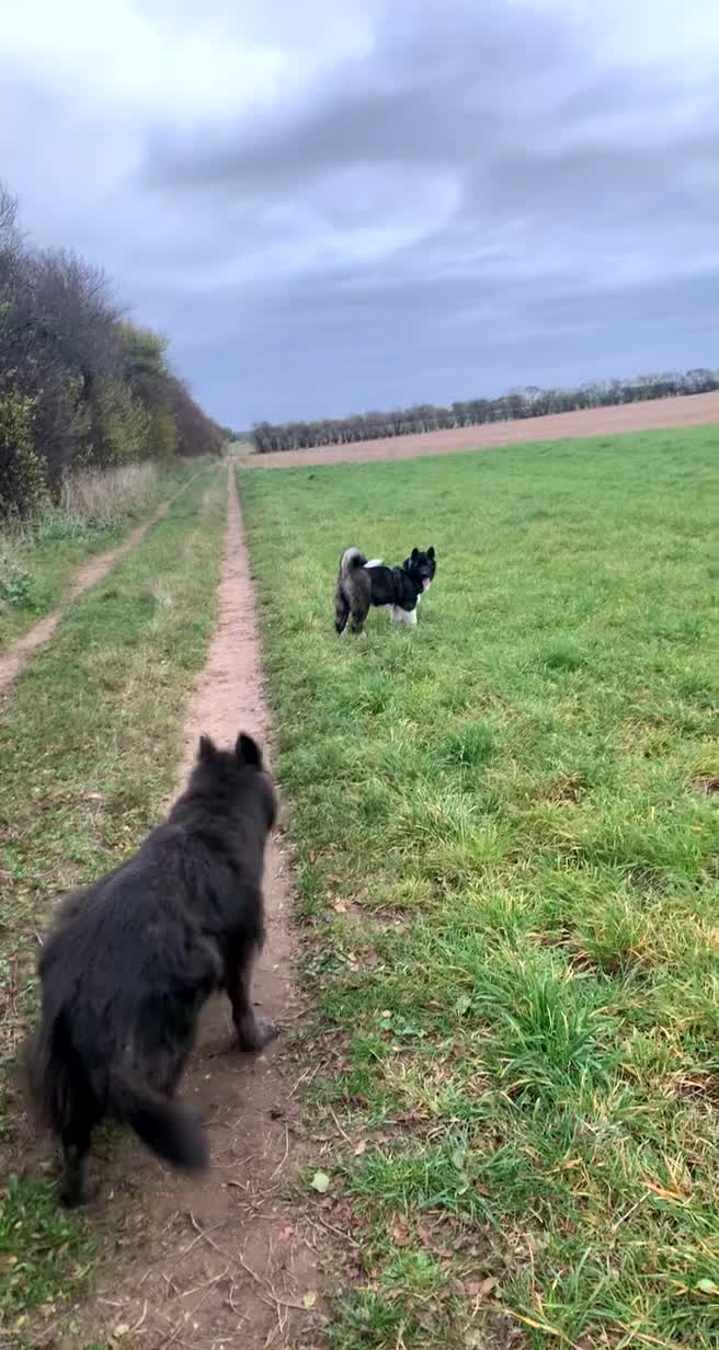 Akita dogs for stud: Akita for STUD only - Video 5