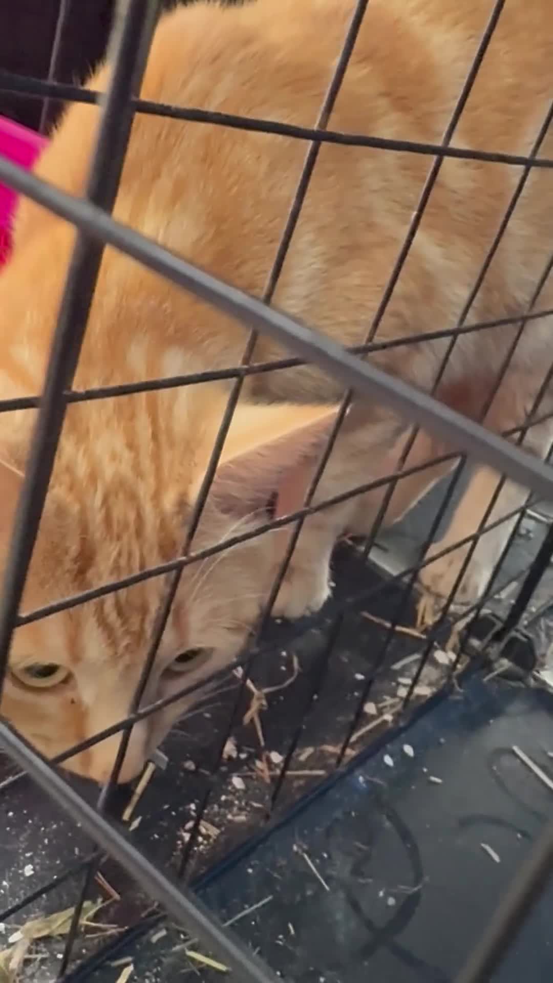 Domestic Shorthair cats for sale: Rimber and simba, our ginger rescues 🧡 - Video 1