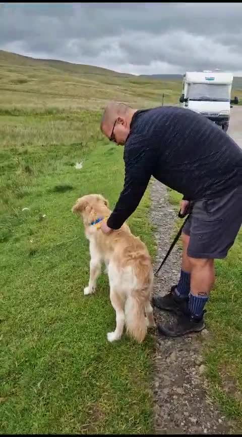 Golden Retriever dogs for stud: STUD ONLY. 4 year old proven golden retriever in Rochdale - Video 4